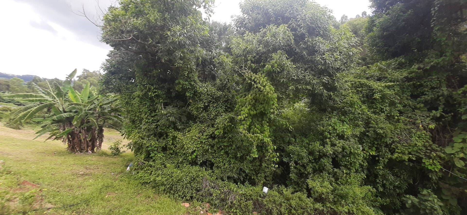 Chácara, 3 quartos, 8000 m² - Foto 30