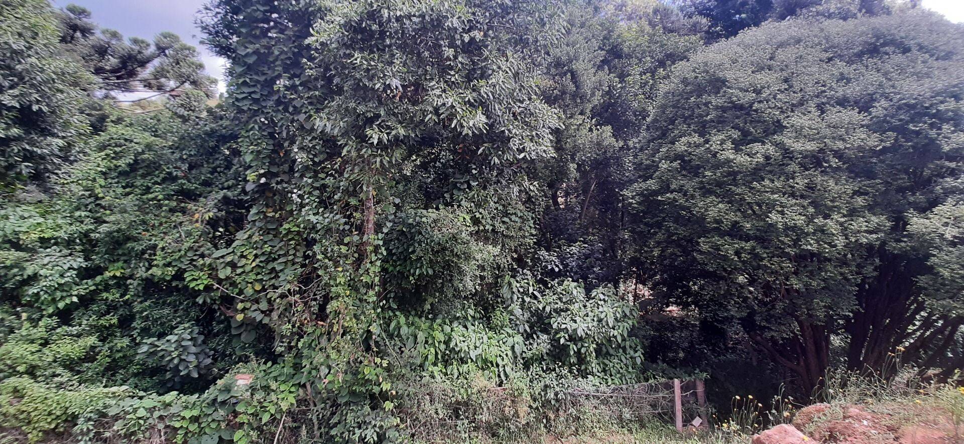 Chácara, 3 quartos, 8000 m² - Foto 34