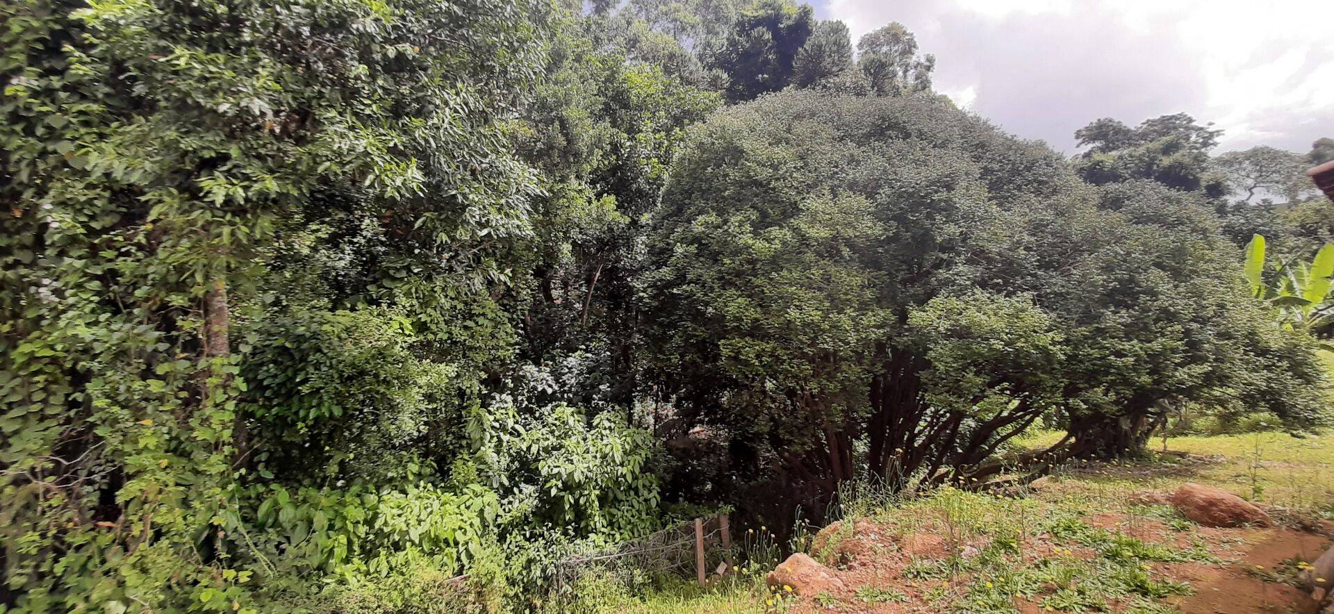 Chácara, 3 quartos, 8000 m² - Foto 35