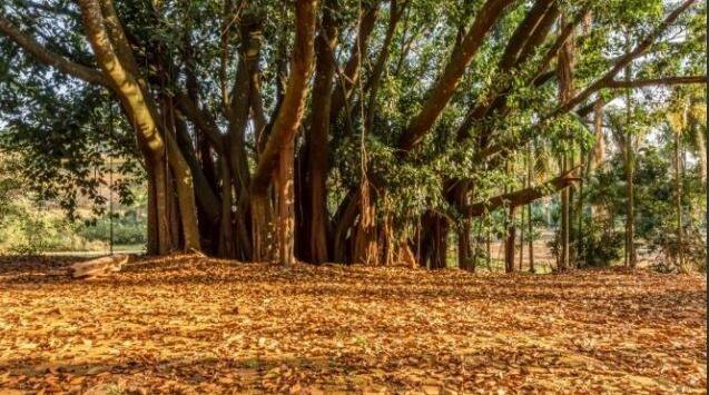 Fazenda, 131 hectares - Foto 31