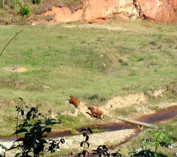 Fazenda, 133 hectares - Foto 71