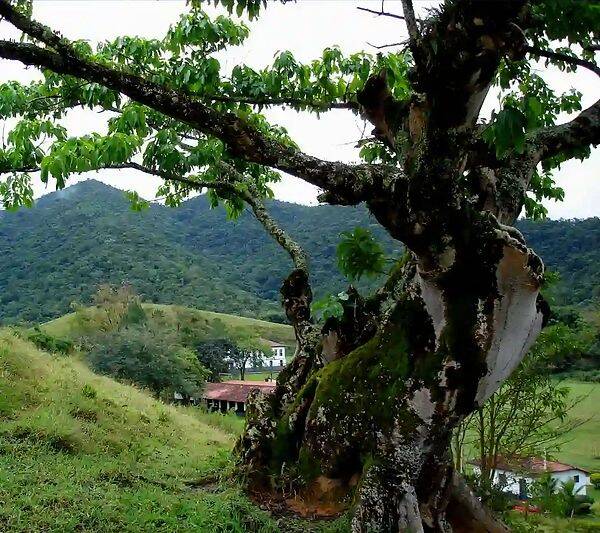 Fazenda, 133 hectares - Foto 83