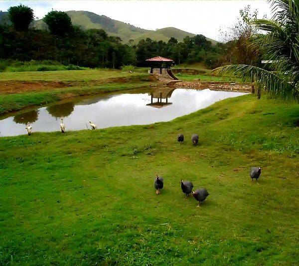Fazenda, 133 hectares - Foto 97