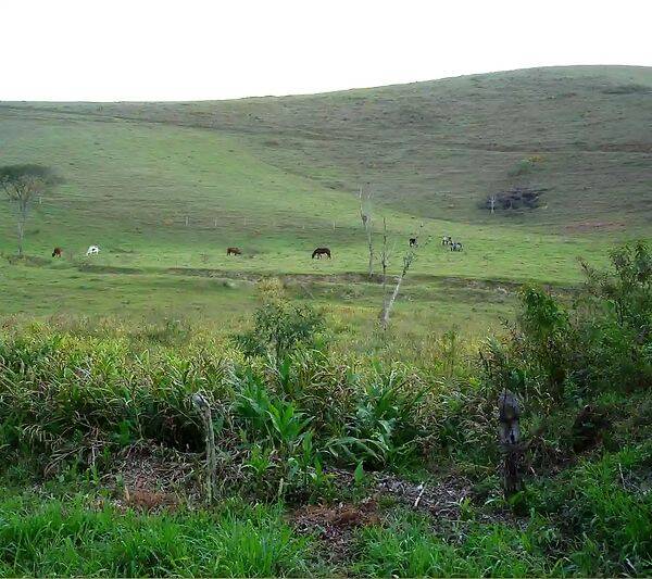 Fazenda, 133 hectares - Foto 98