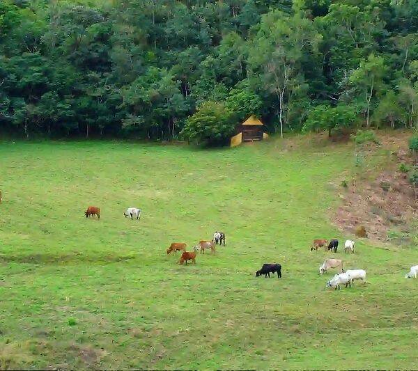 Fazenda, 133 hectares - Foto 100