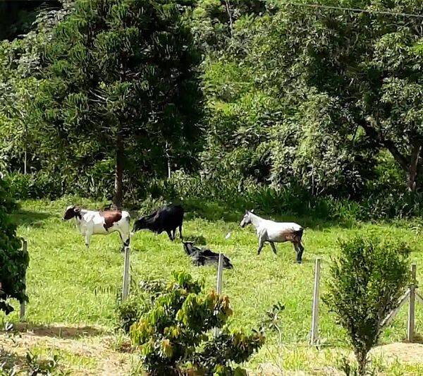 Fazenda, 133 hectares - Foto 101