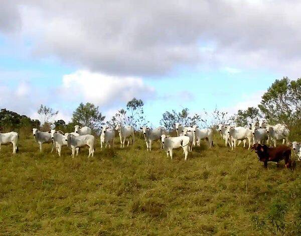 Fazenda, 133 hectares - Foto 102