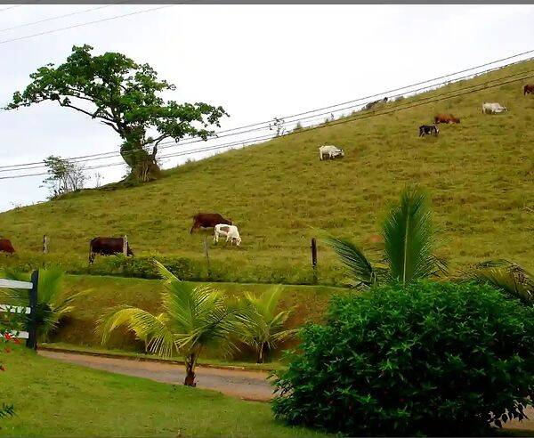 Fazenda, 133 hectares - Foto 103
