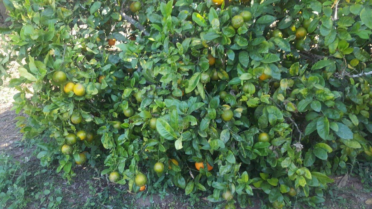 Chácara, 1 quarto, 1 hectares - Foto 5