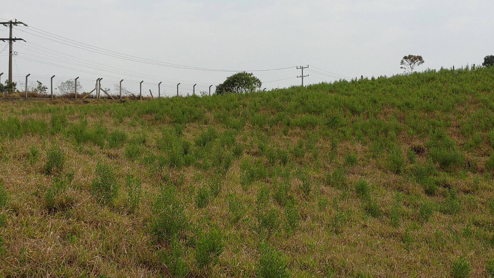 Chácara, 1 quarto, 1 hectares - Foto 42