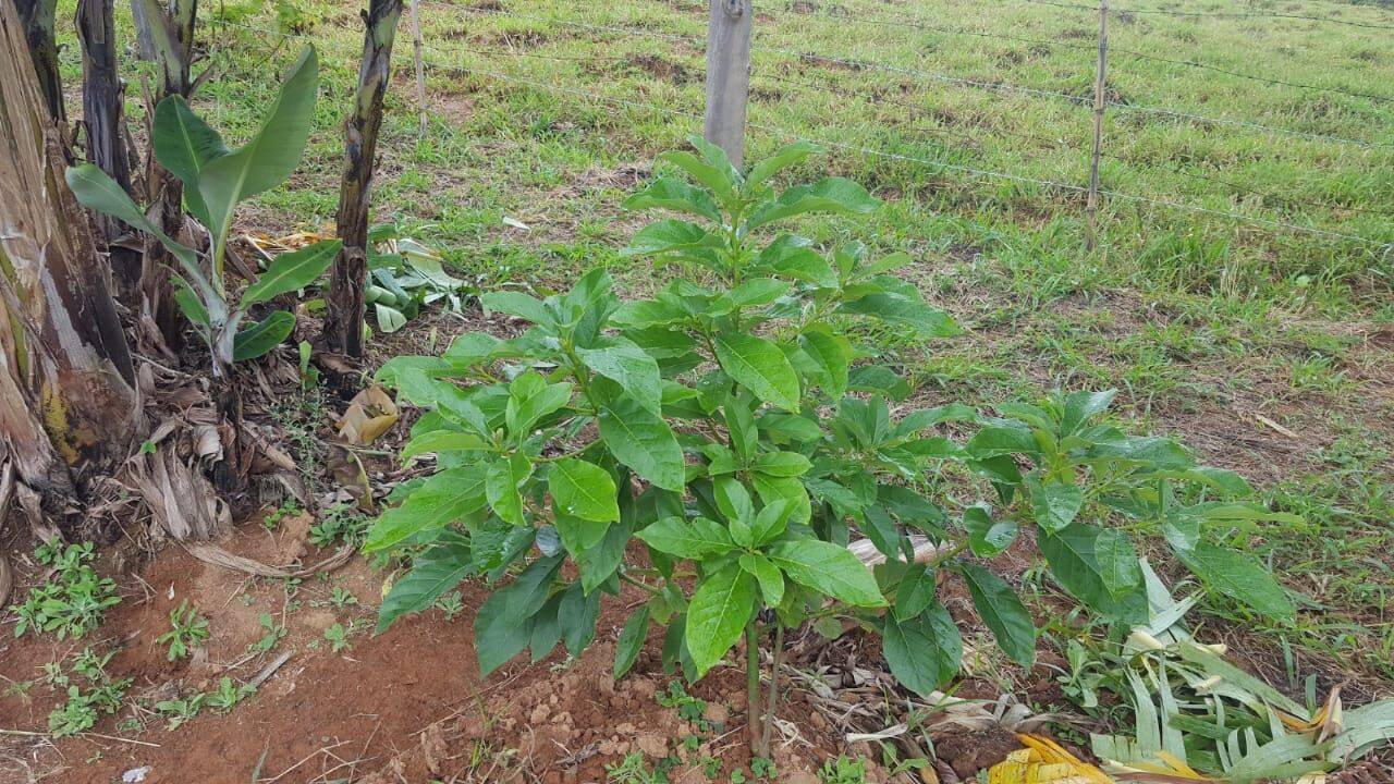 Chácara, 1 quarto, 1 hectares - Foto 48