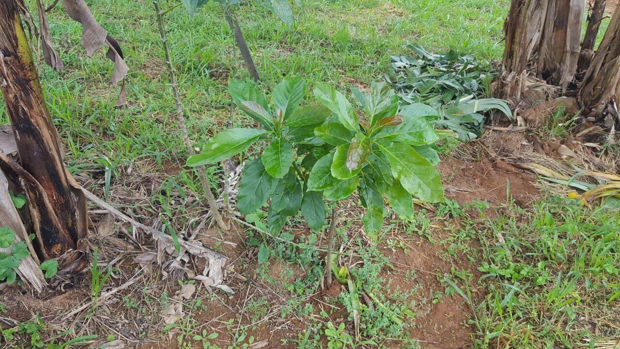 Chácara, 1 quarto, 1 hectares - Foto 49