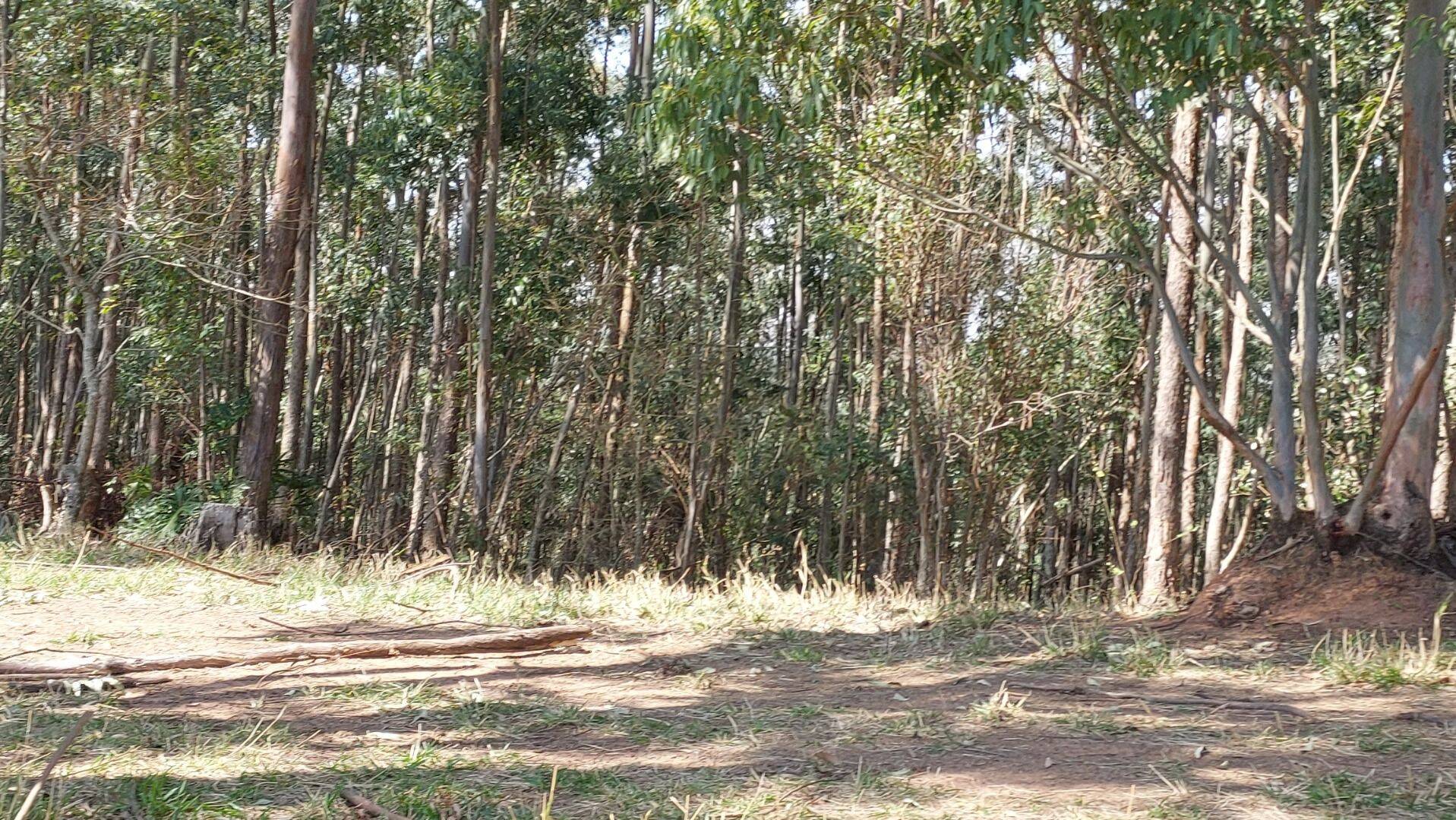 Fazenda, 131 hectares - Foto 127