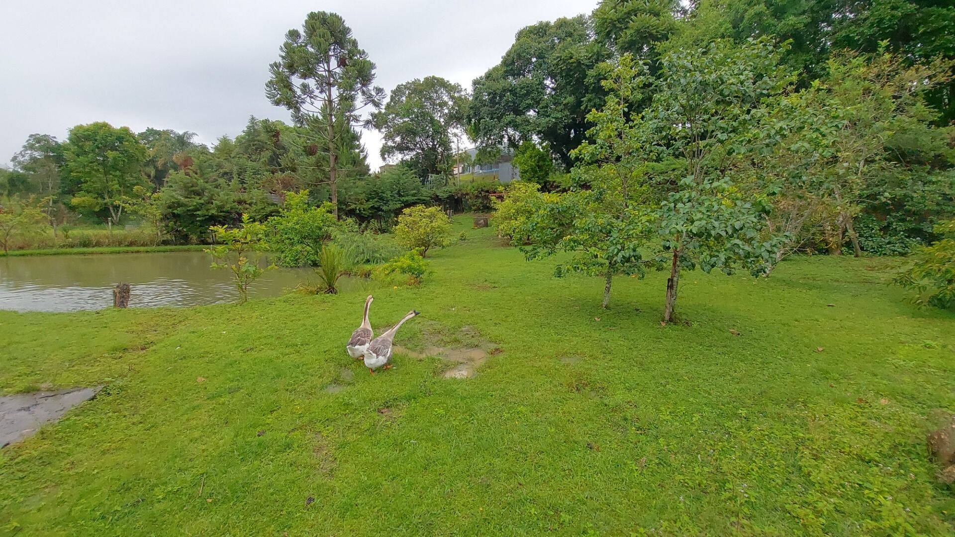 Chácara, 4 quartos, 8000 m² - Foto 21