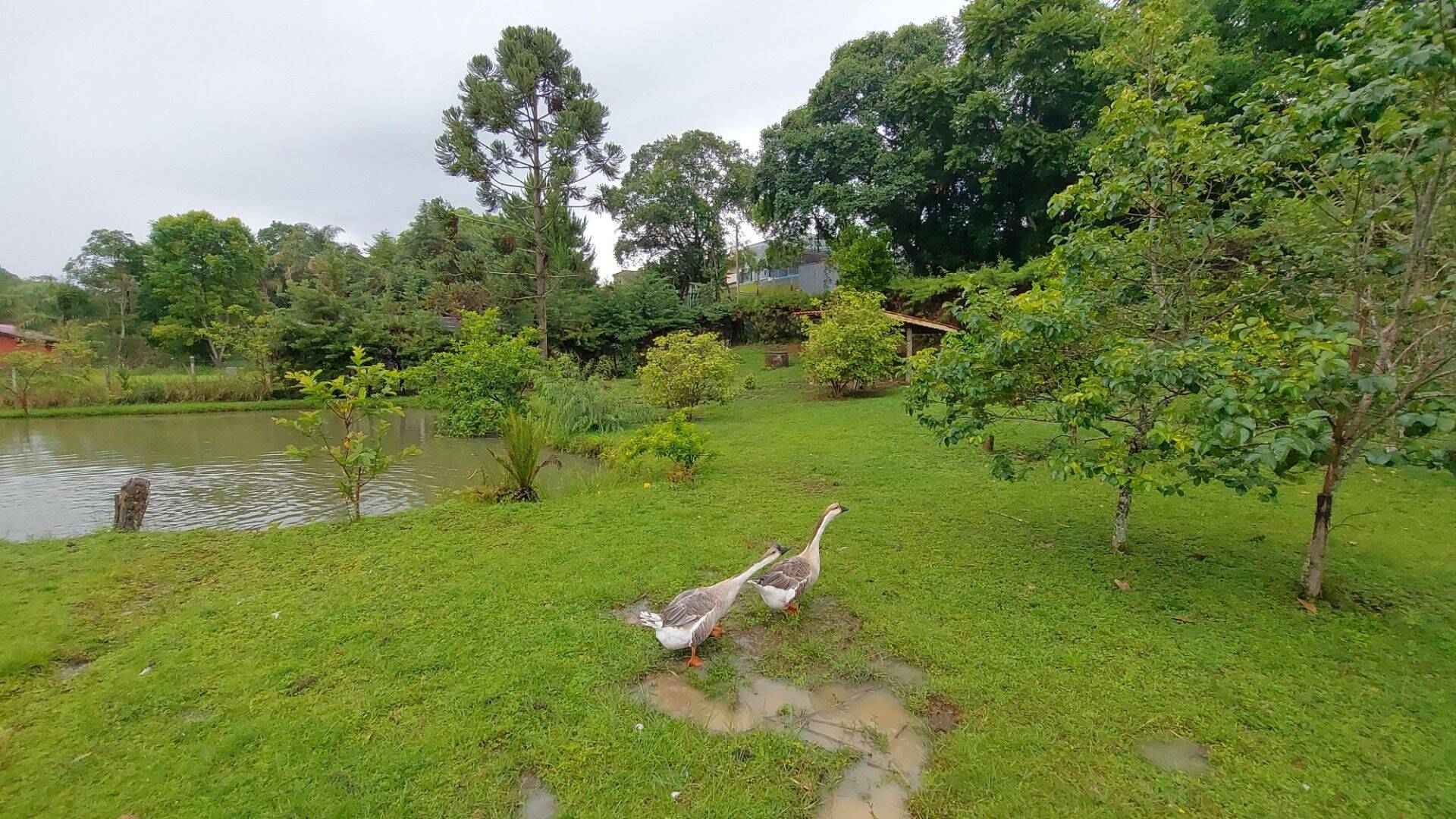 Chácara, 4 quartos, 8000 m² - Foto 22