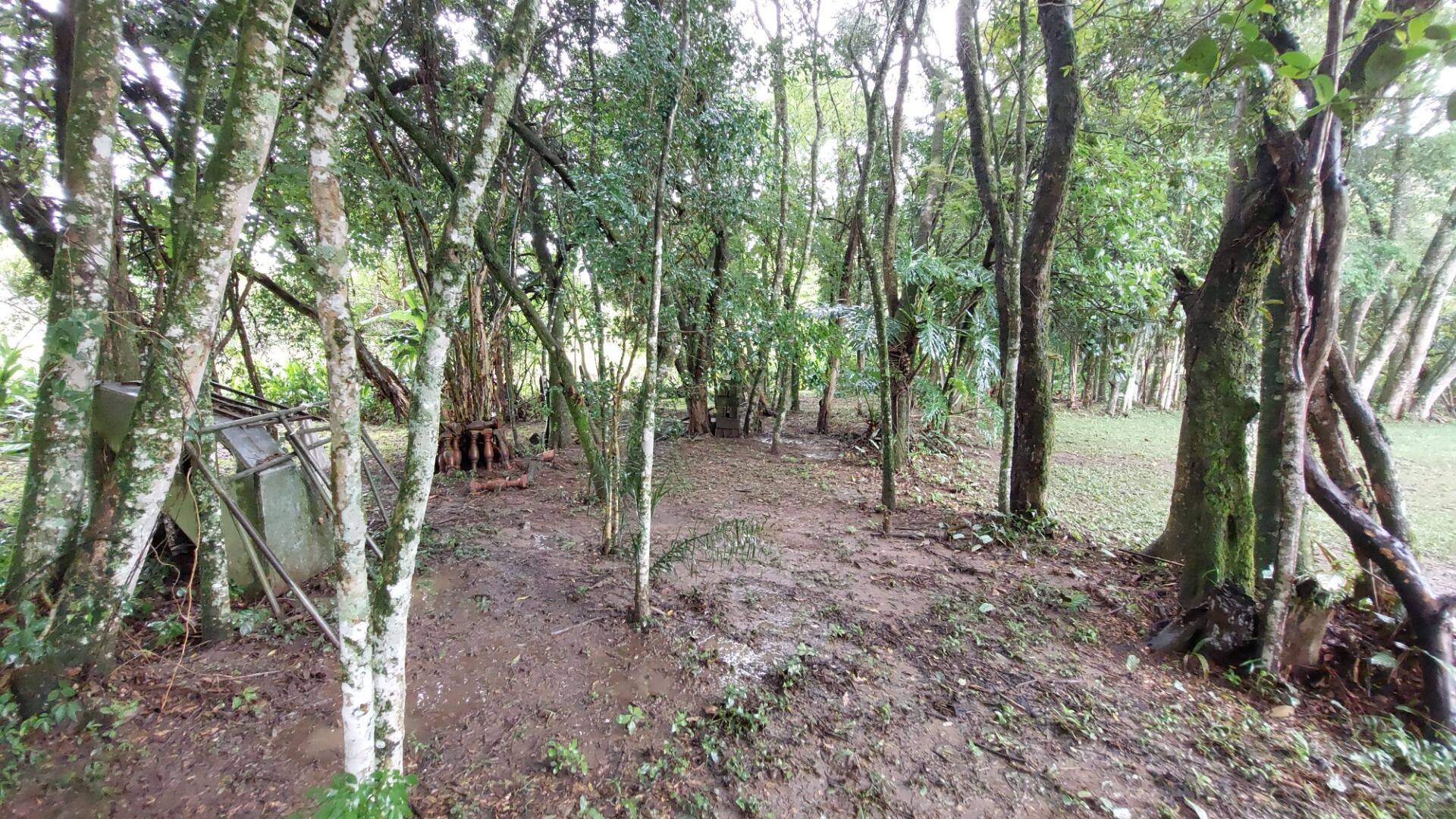 Chácara, 4 quartos, 8000 m² - Foto 61