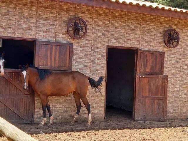 Chácara, 4 quartos, 5664 m² - Foto 6