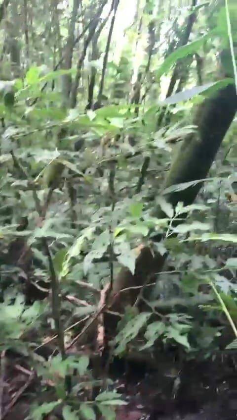 Fazenda, 69 hectares - Foto 22