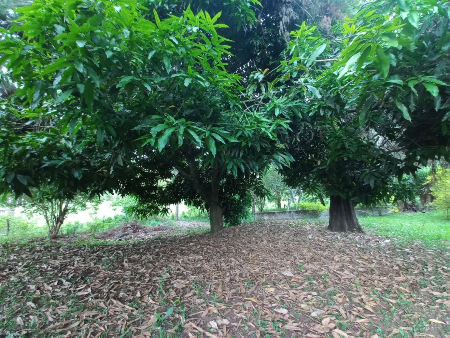 Prédio Inteiro - Foto 19