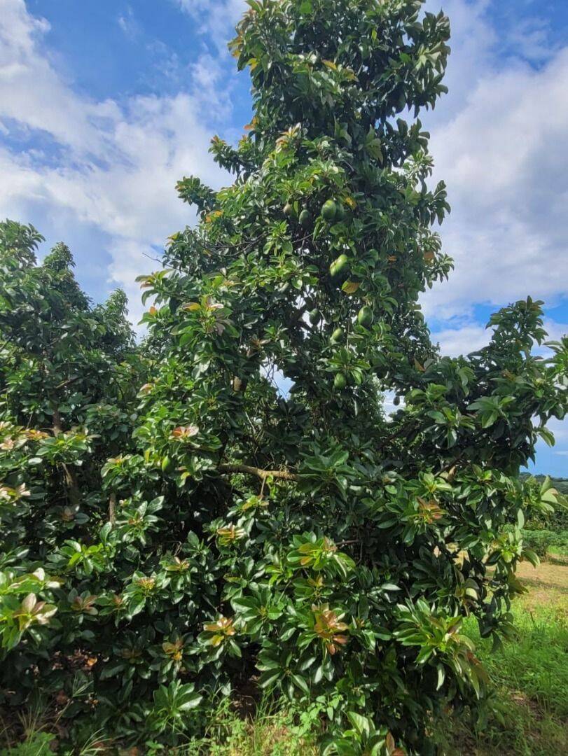 Terreno, 4 hectares - Foto 3