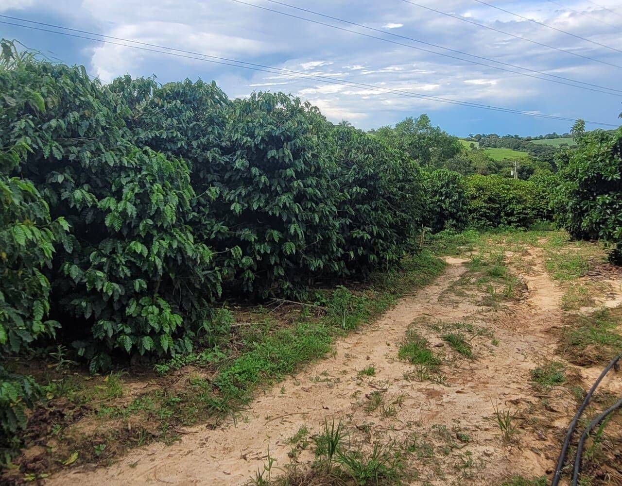 Terreno, 4 hectares - Foto 4