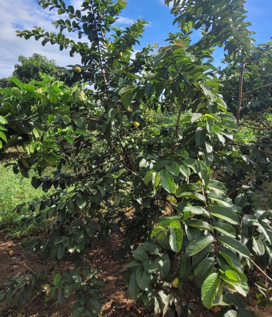 Terreno, 4 hectares - Foto 5