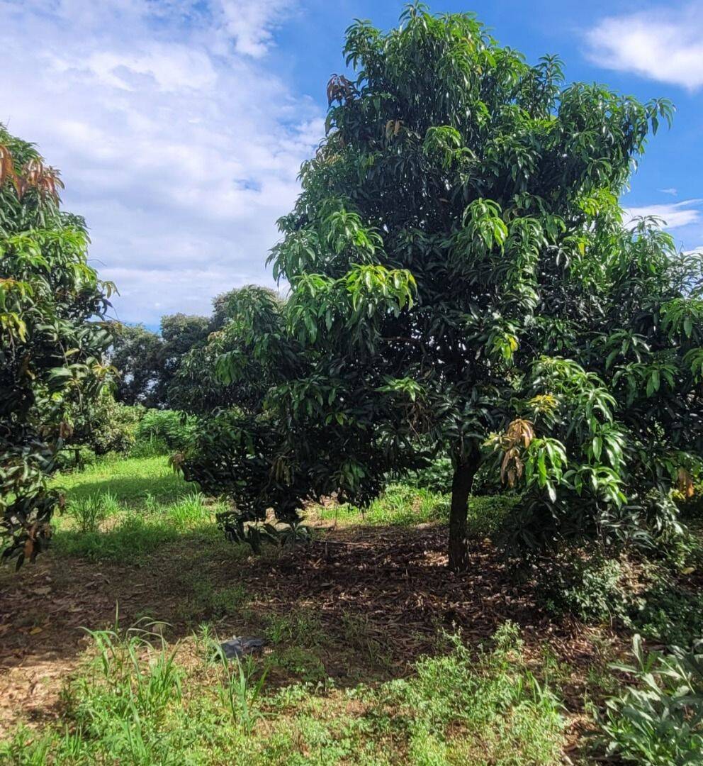 Terreno, 4 hectares - Foto 6