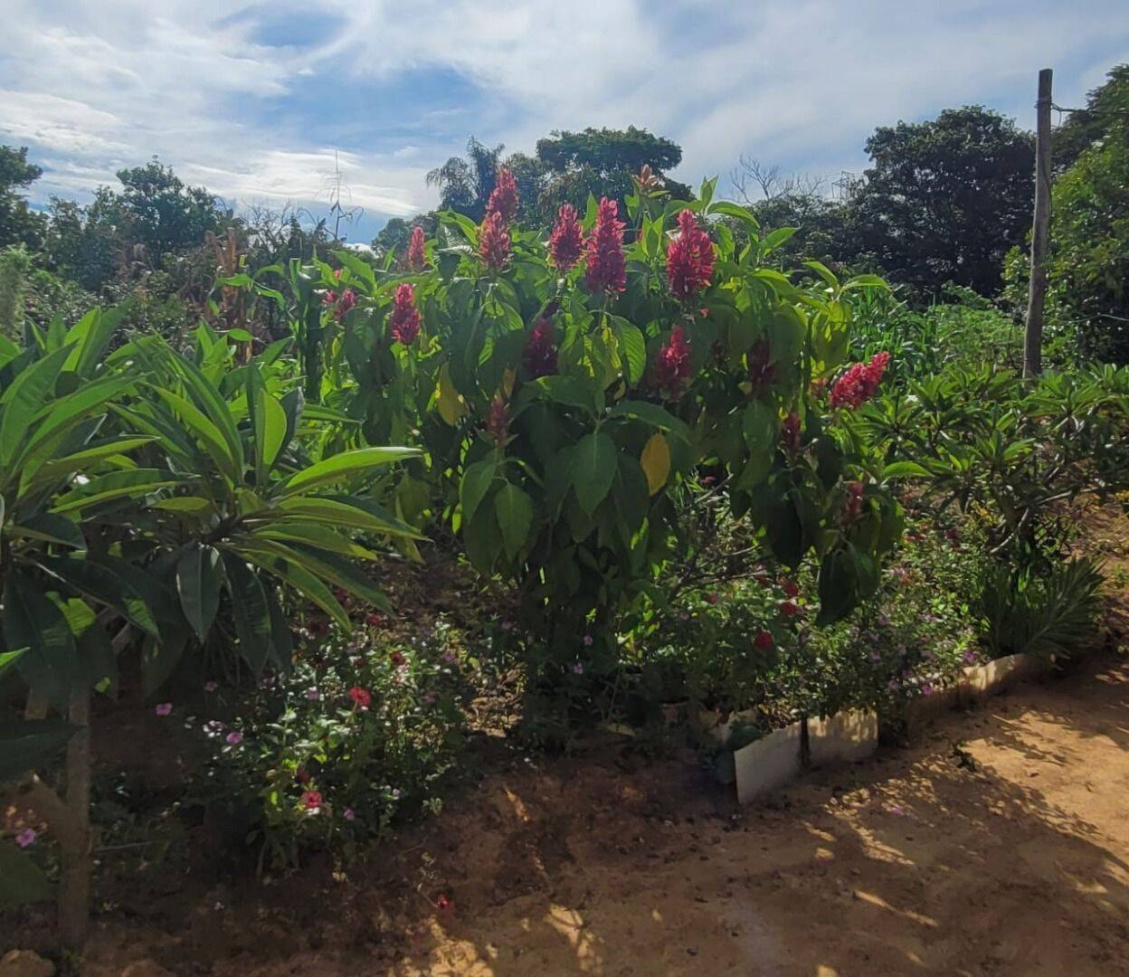 Terreno, 4 hectares - Foto 7