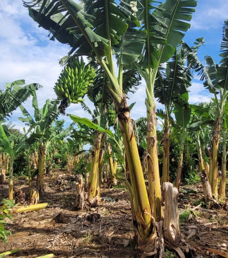 Terreno, 4 hectares - Foto 9