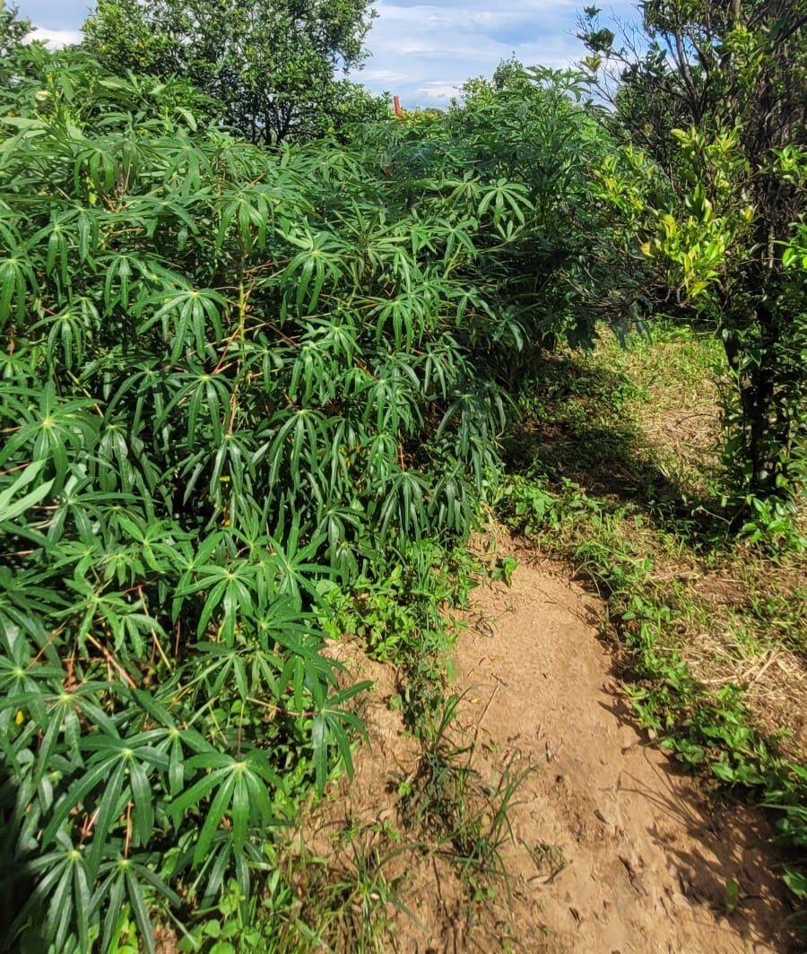 Terreno, 4 hectares - Foto 10