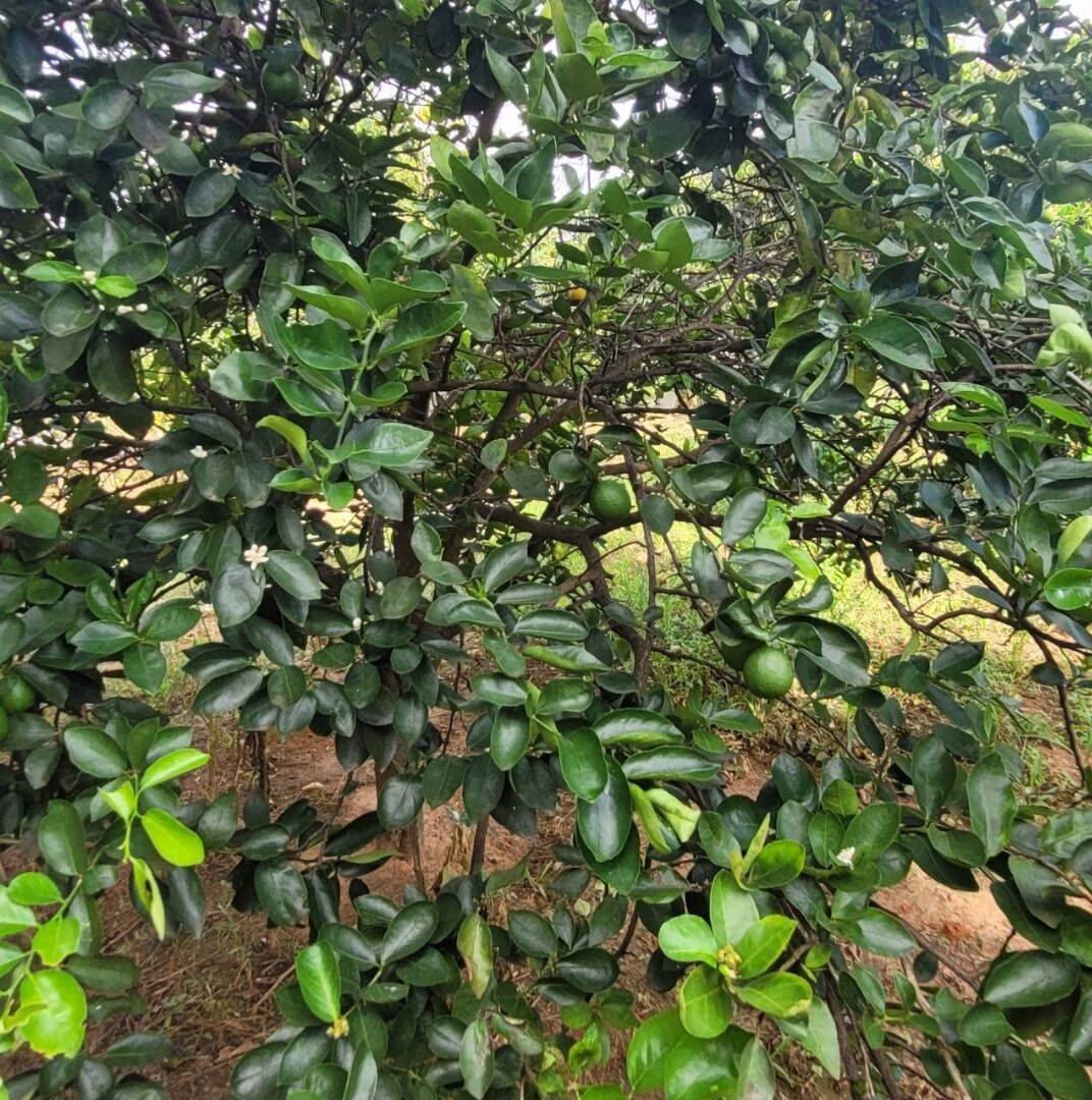 Terreno, 4 hectares - Foto 11