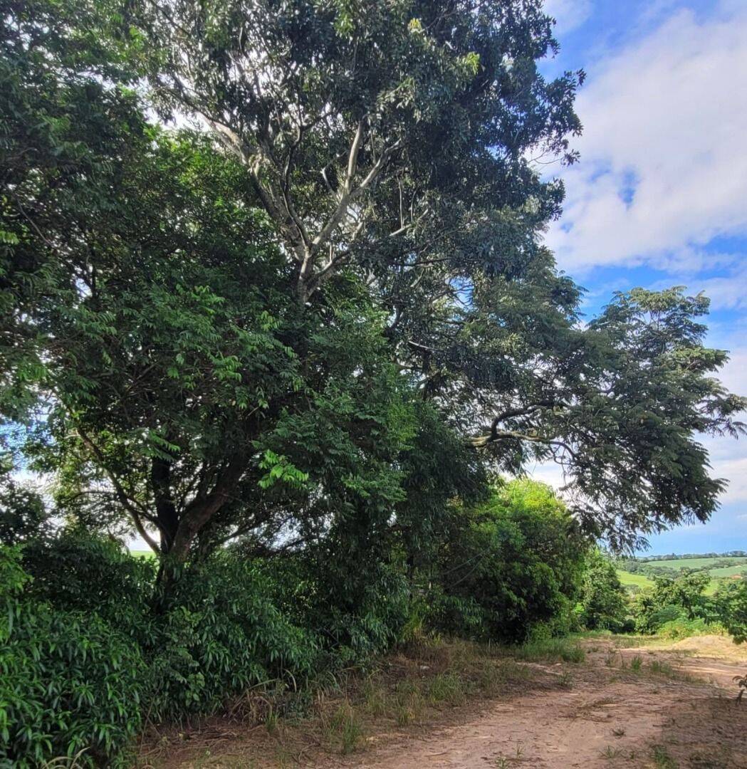 Terreno, 4 hectares - Foto 12