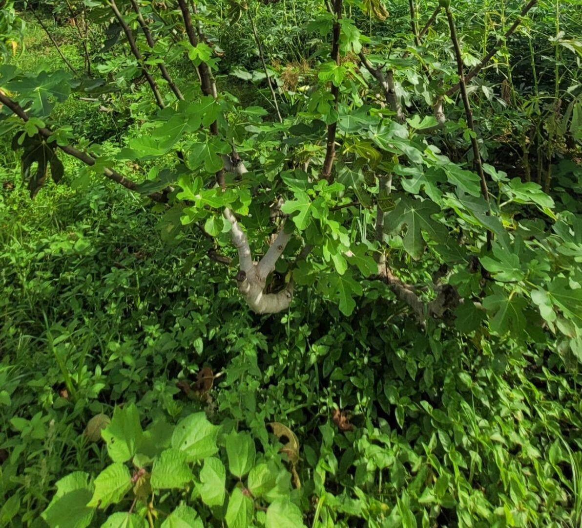 Terreno, 4 hectares - Foto 13