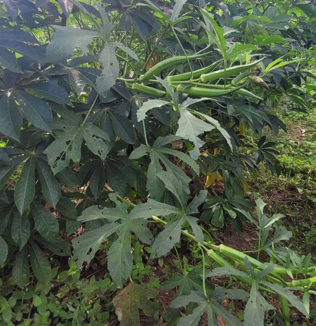 Terreno, 4 hectares - Foto 15