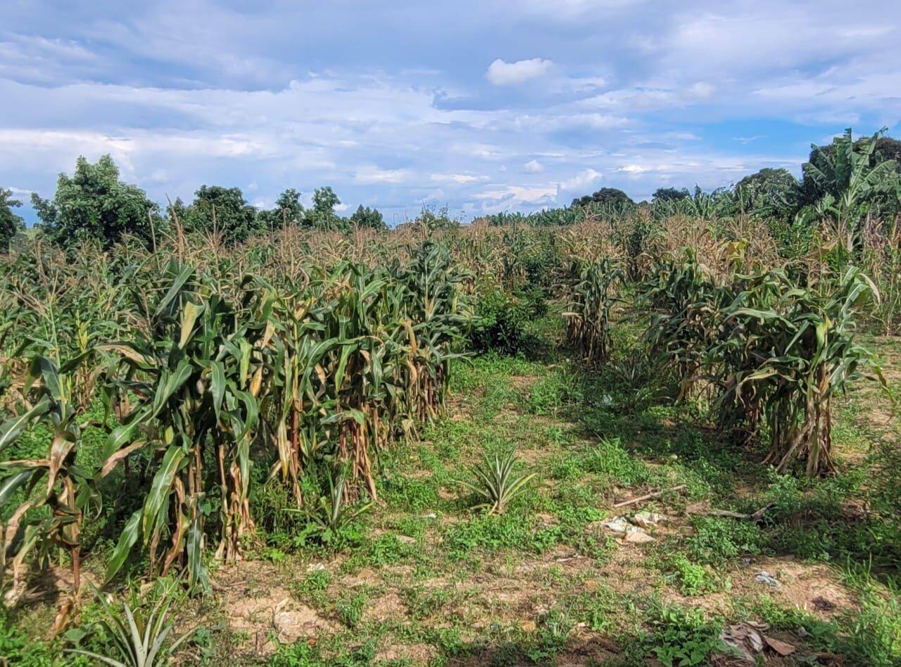 Terreno, 4 hectares - Foto 16