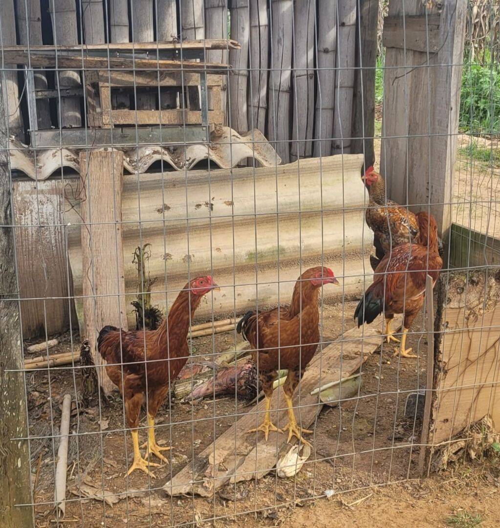 Terreno, 4 hectares - Foto 17