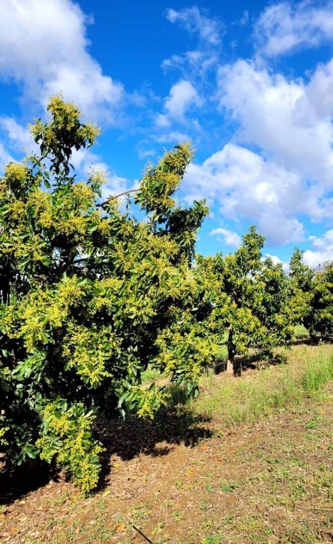 Terreno, 4 hectares - Foto 18