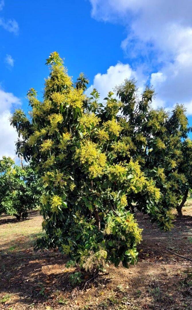 Terreno, 4 hectares - Foto 19