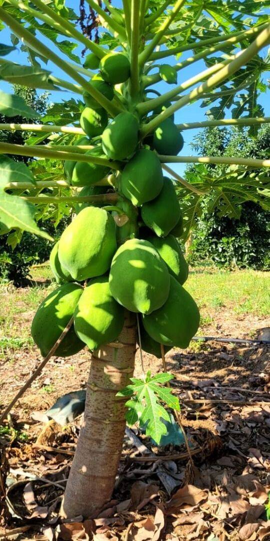 Terreno, 4 hectares - Foto 22