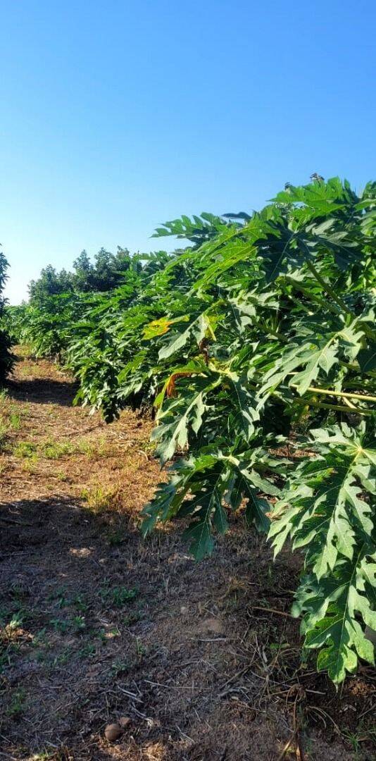 Terreno, 4 hectares - Foto 25