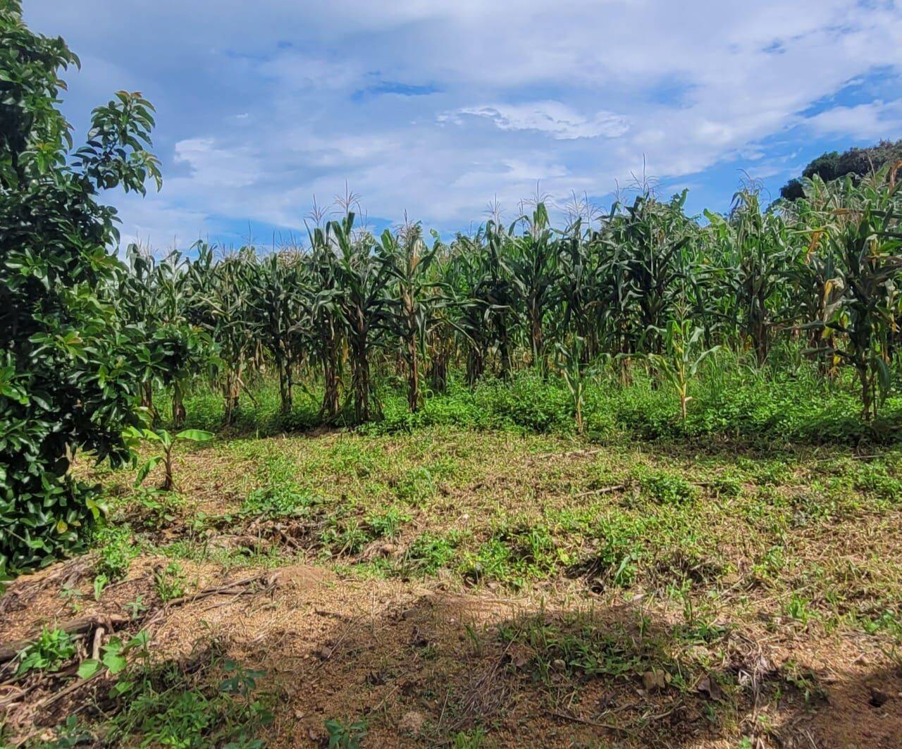 Terreno, 4 hectares - Foto 26