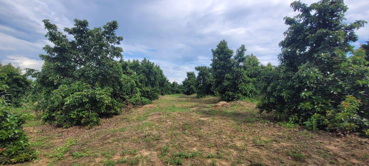 Terreno, 4 hectares - Foto 27