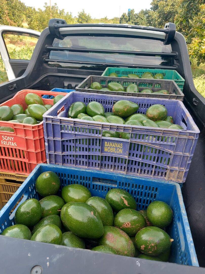 Terreno, 4 hectares - Foto 32