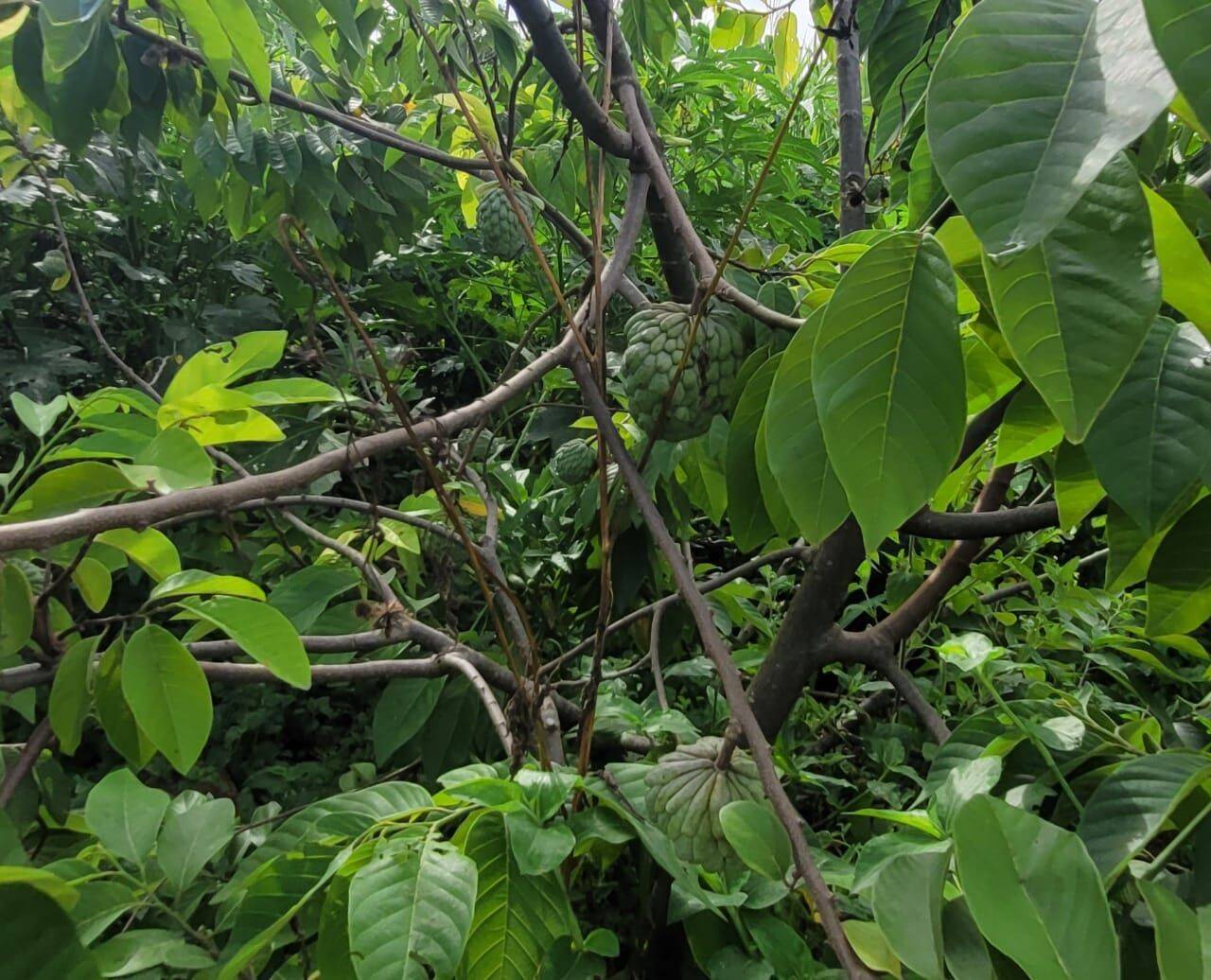 Terreno, 4 hectares - Foto 34