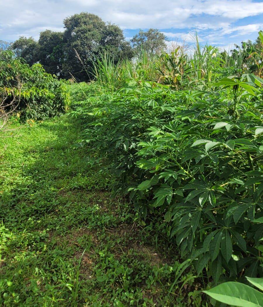 Terreno, 4 hectares - Foto 35