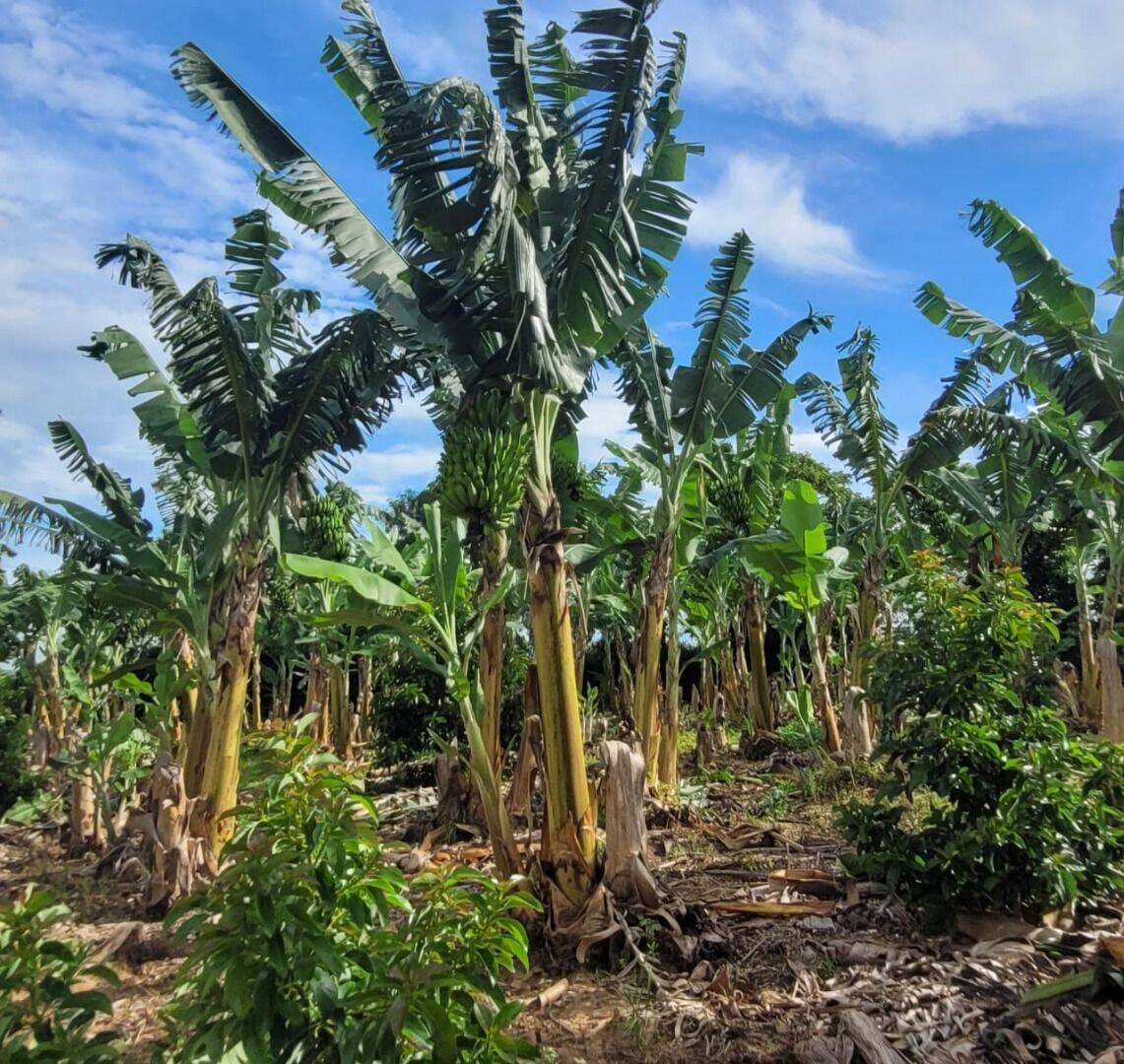 Terreno, 4 hectares - Foto 37