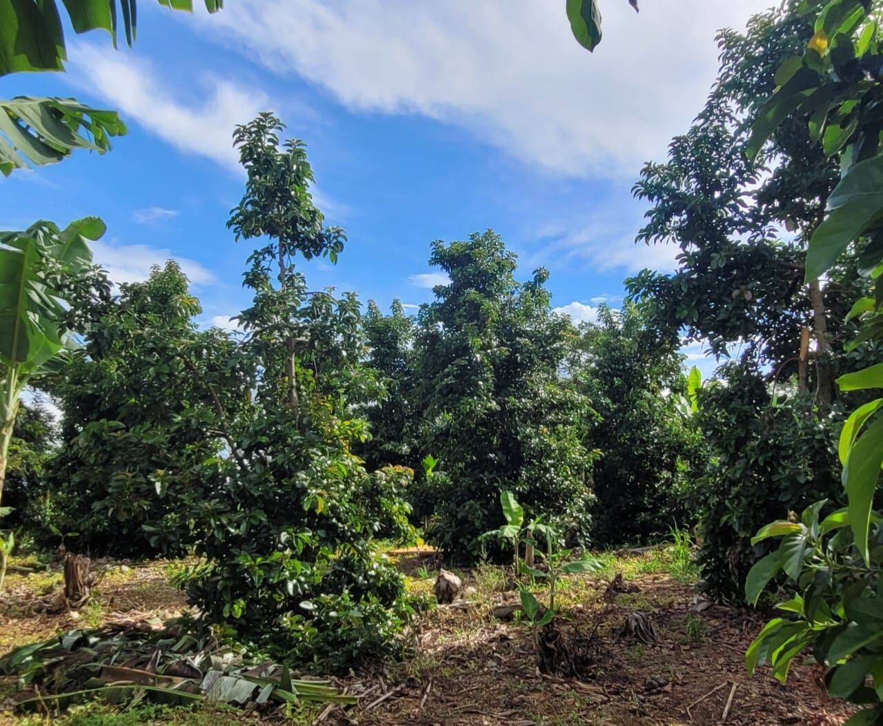 Terreno, 4 hectares - Foto 38