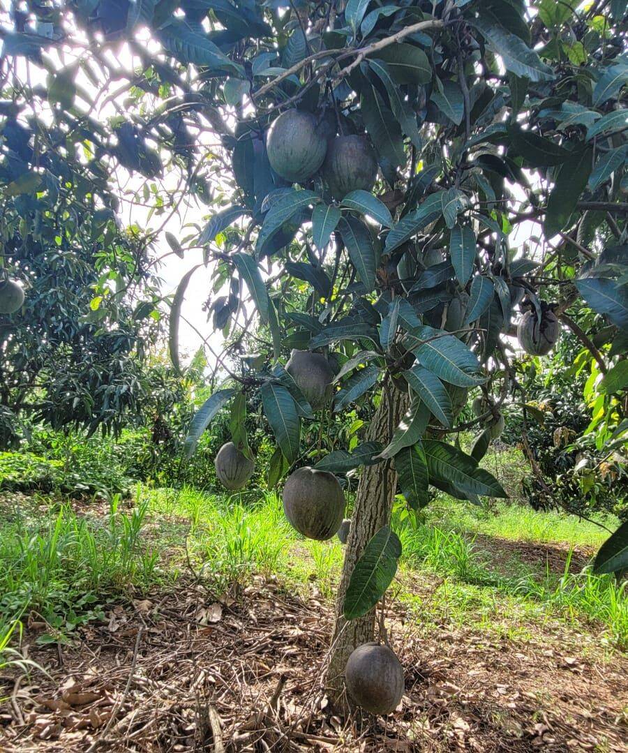 Terreno, 4 hectares - Foto 39