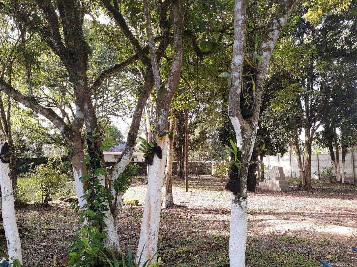 Chácara, 5 quartos, 7000 m² - Foto 7