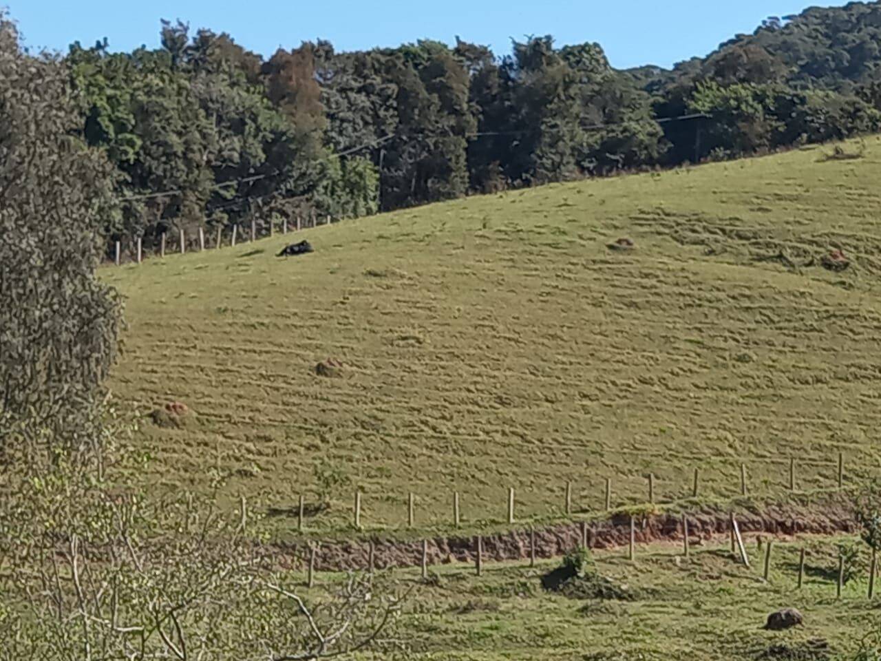 Sítio, 3 quartos, 4 hectares - Foto 8